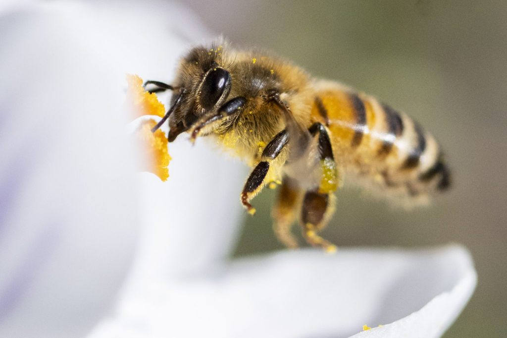 Fast 100 Wildbienenarten in Europa zusätzlich bedroht