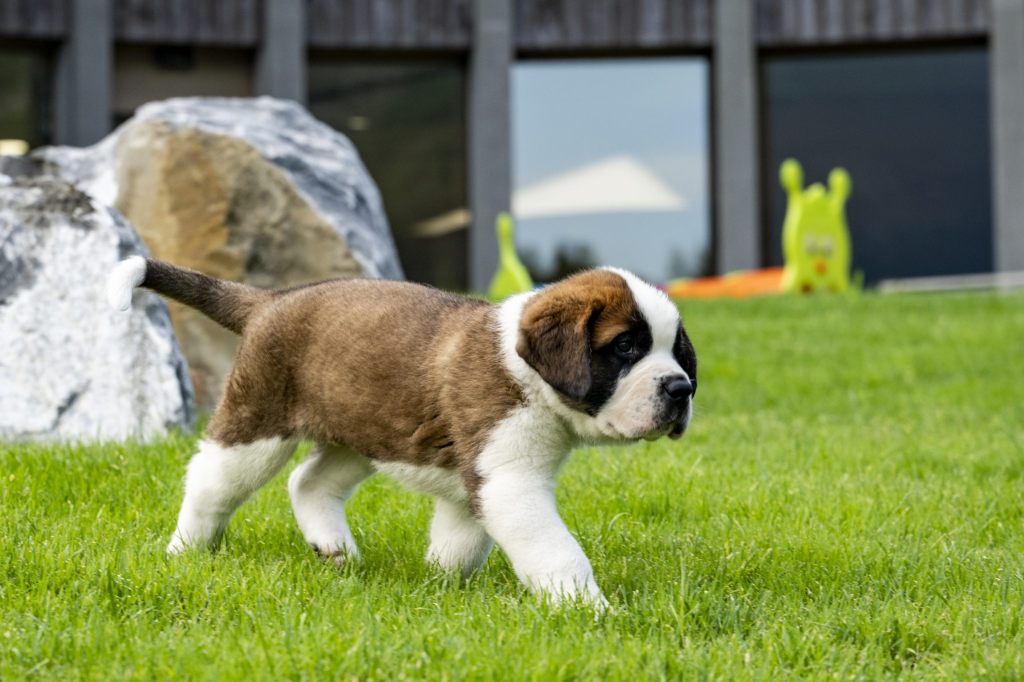 Bernhardiner-Nachwuchs im Barryland kann via Webcam beobachtet werden