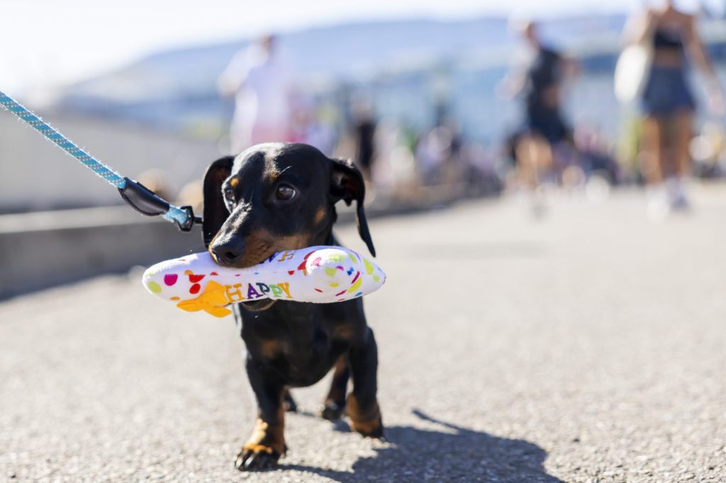 Manche Hunde sind laut Studie der Spielsucht verfallen