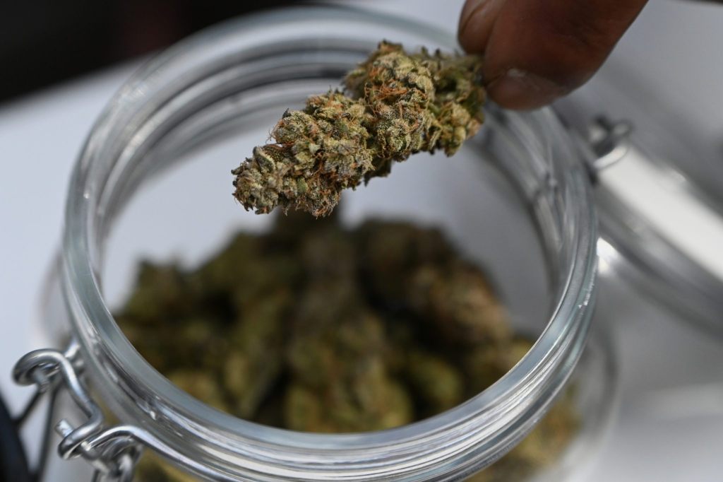 Cannabis-Legalisierung aktuell in der Vernehmlassung