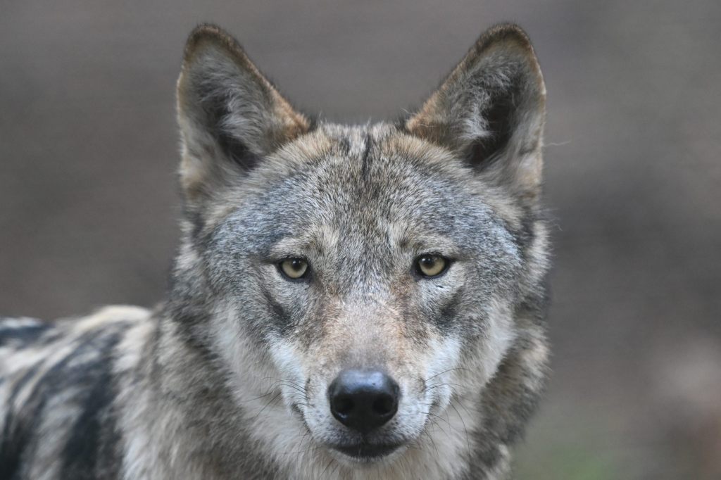 Bundesgericht weist zwei Beschwerden einer Wolfsschützerin ab