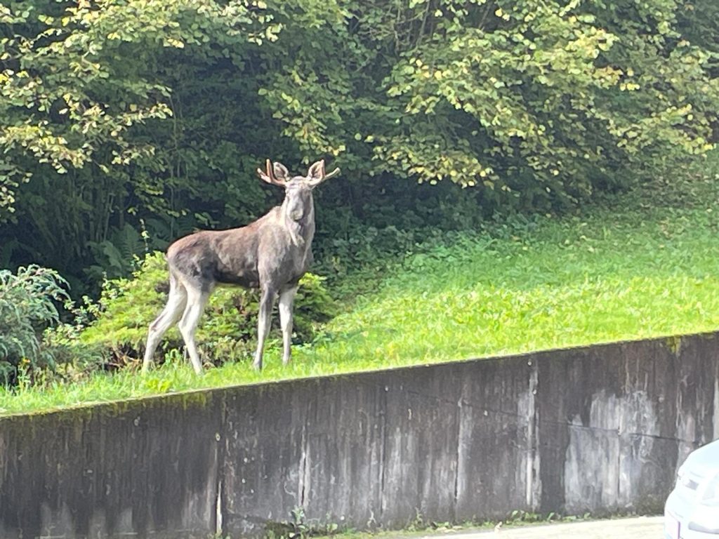 Elch streift durch den Schwarzwald – sein neues Zuhause?