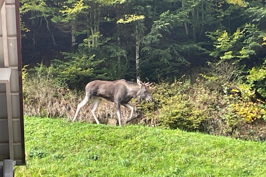 Elch streift durch den Schwarzwald – sein neues Zuhause?