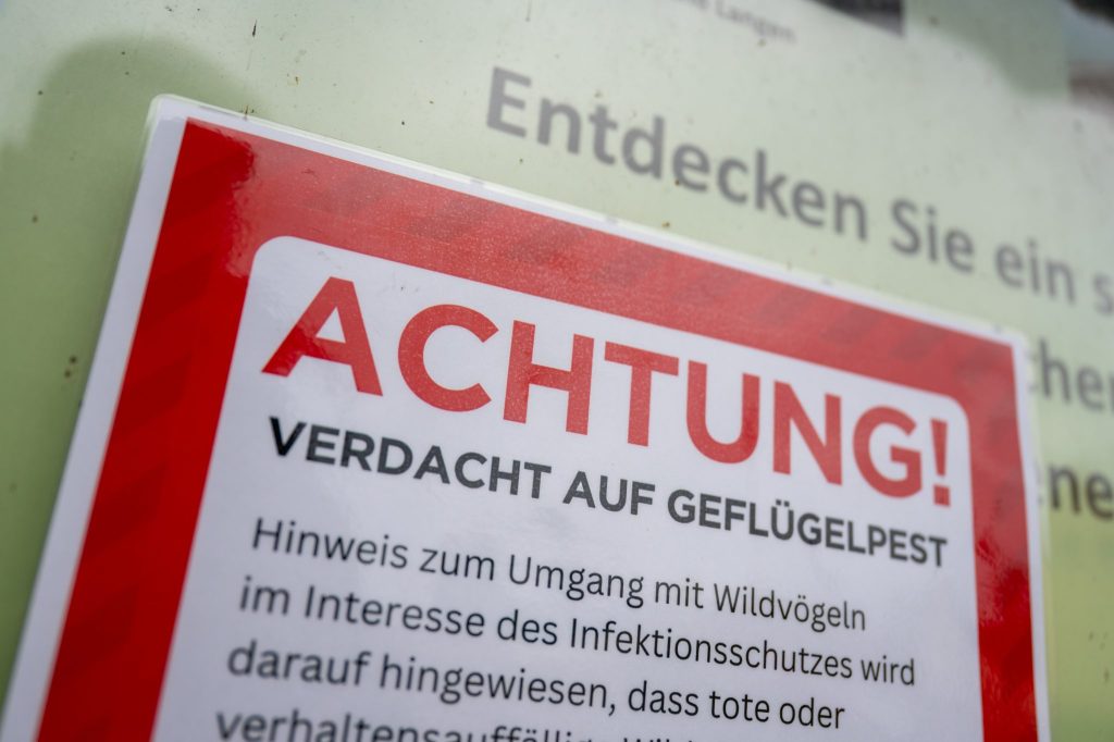 Bisher keine Vogelgrippe-Ausbrüche in der Schweiz – BLV wachsam