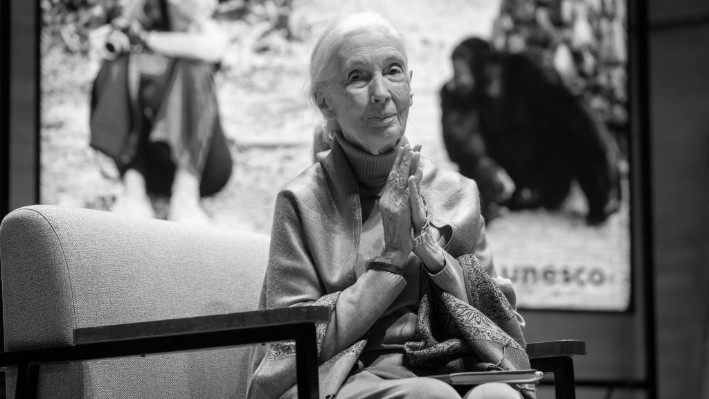 Schimpansen-Forscherin ist tot – weltweite Trauer um Jane Goodall