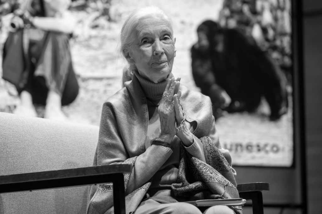 Schimpansen-Forscherin ist tot – weltweite Trauer um Jane Goodall
