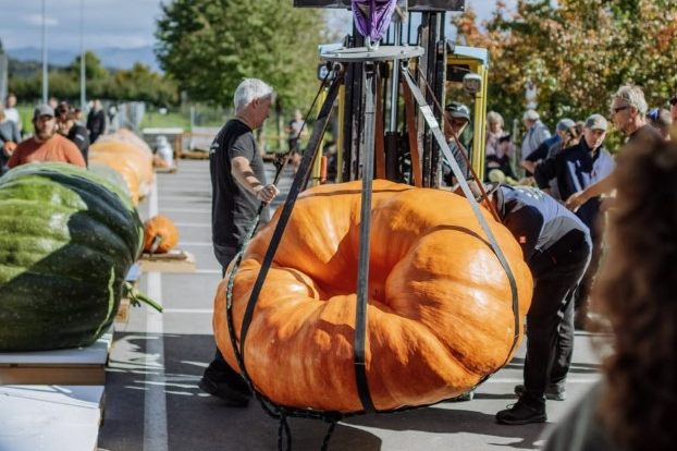Der schwerste Kürbis der Schweiz wiegt 766 Kilogramm