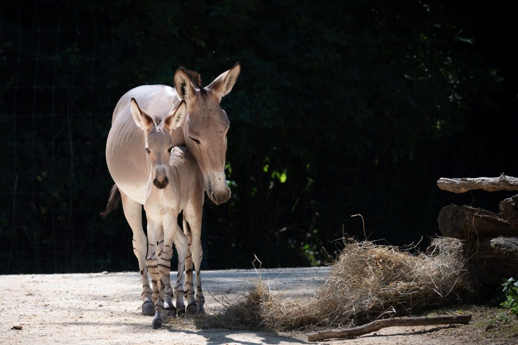 Nachwuchs bei den Somali-Wildeseln