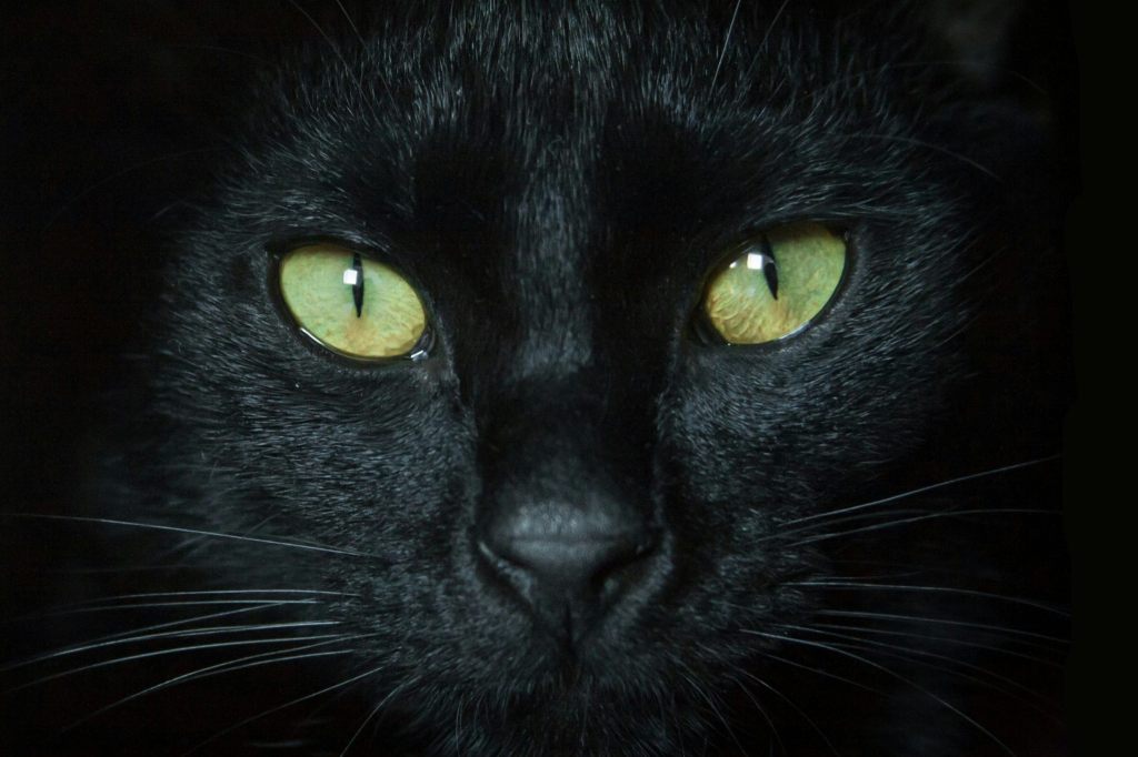 Haben es schwarze Katzen schwerer, adoptiert zu werden?