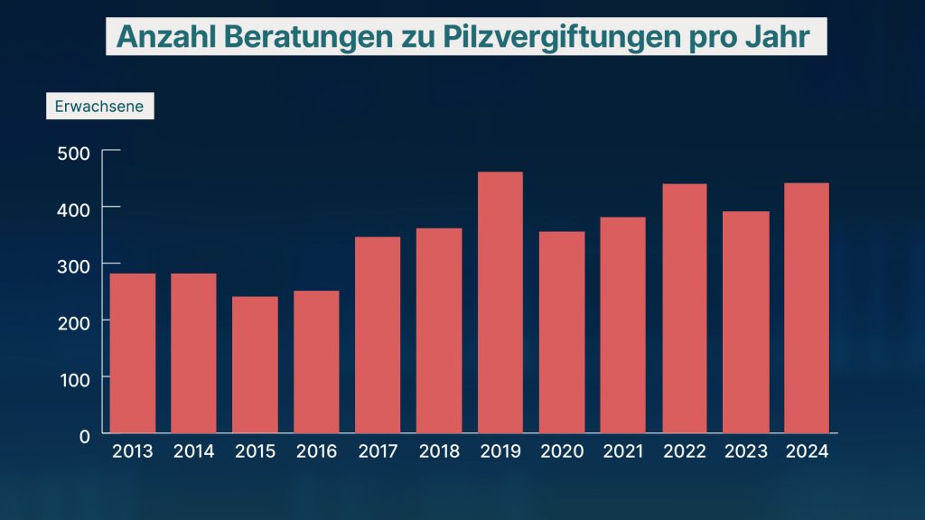 Das Pilzeln boomt – was du dabei beachten solltest