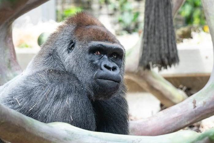 Neuer Silberrücken ist im Zolli eingezogen