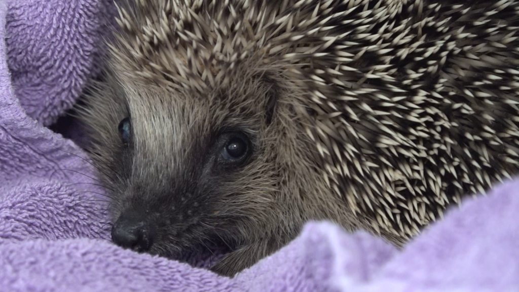 Vereine brauchen Geld: Hunderte Igel in der Region sind bedroht