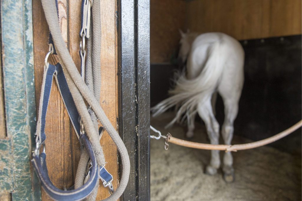 Verwahrloste Pferde von Ramiswil sind versorgt und platziert