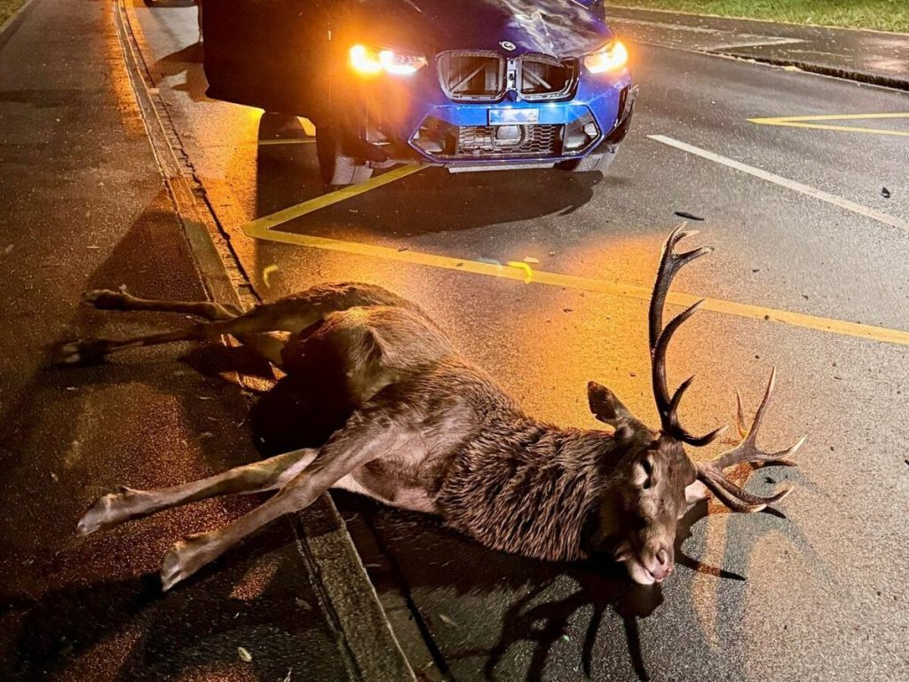 Hirsch kollidiert in Liechtenstein mit zwei Autos