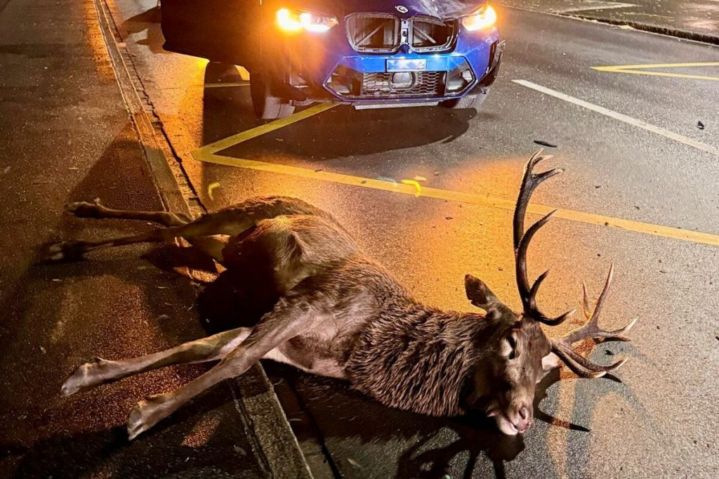 Hirsch kollidiert in Liechtenstein mit zwei Autos