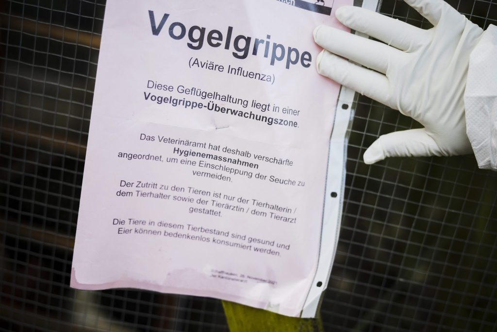 Vogelgrippe bei Graugans im Kanton Zürich nachgewiesen