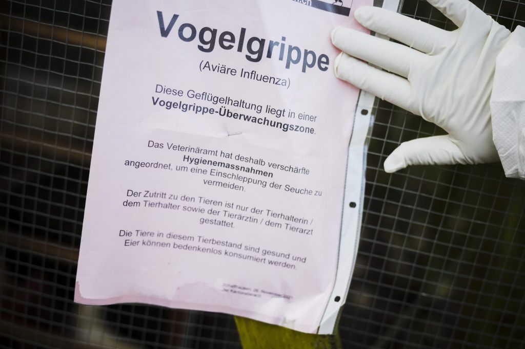 Vogelgrippe bei Graugans im Kanton Zürich nachgewiesen