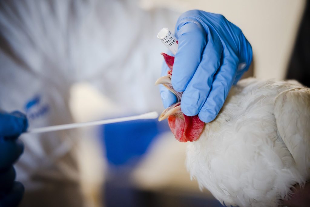 Zoo Basel leitet neue Studie zu Vogelgrippe