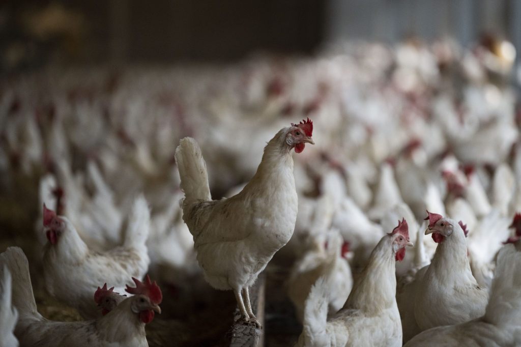 Auch in den beiden Basel gilt wegen Vogelgrippe erhöhte Vorsicht