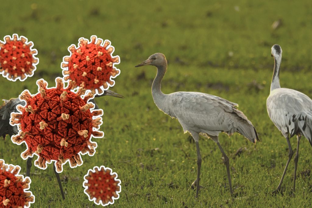 Zoo Basel leitet neue Studie zu Vogelgrippe