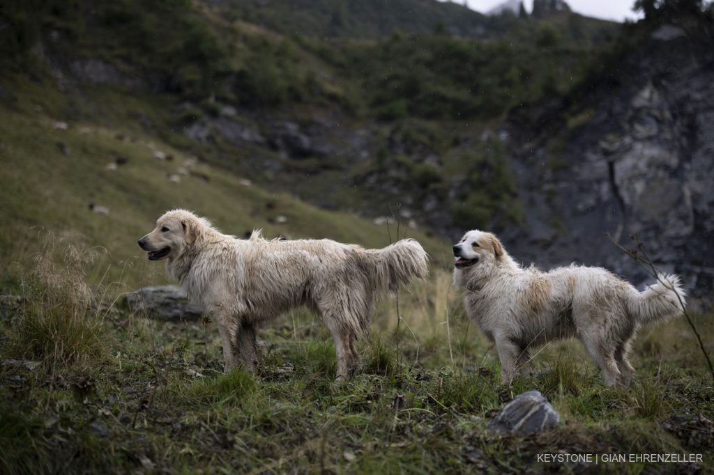 Mehr Bundesgeld für den Herdenschutz?