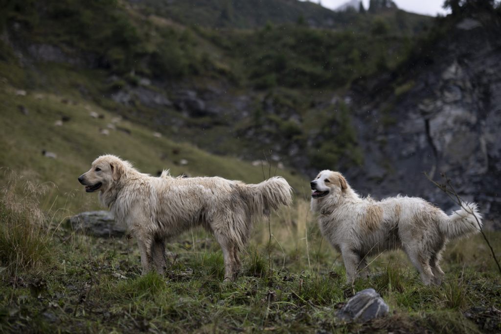 Mehr Bundesgeld für den Herdenschutz?