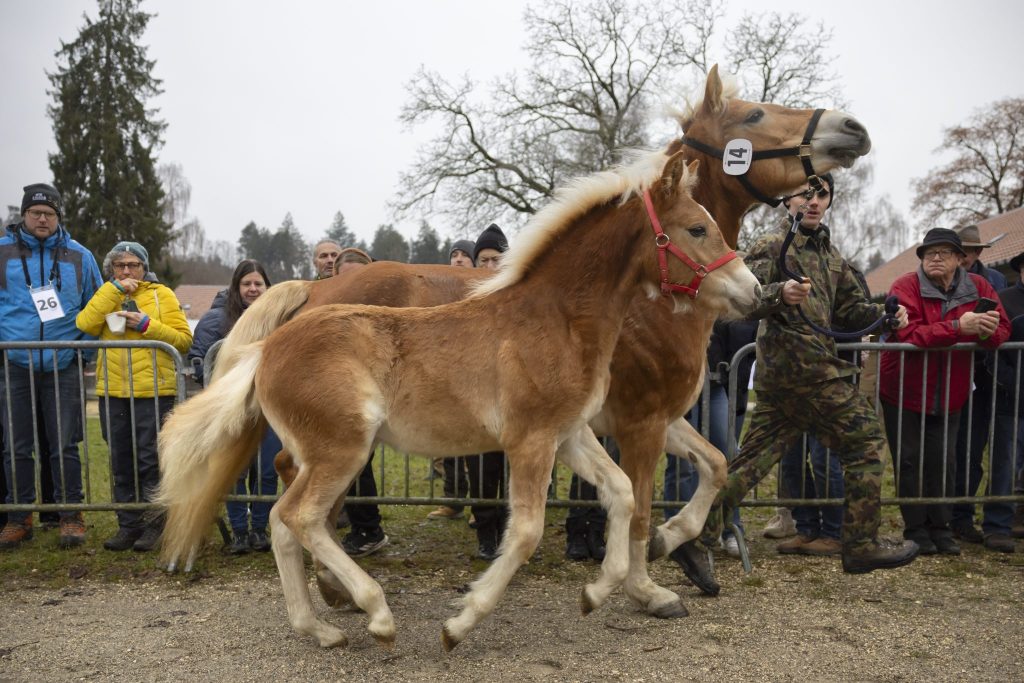 Pferde von Ramiswil laut Tierschutz zu «Spottpreisen» verkauft