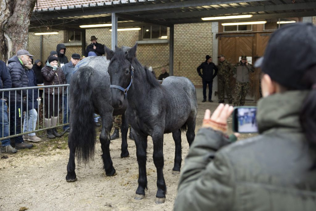 Pferde von Ramiswil laut Tierschutz zu «Spottpreisen» verkauft