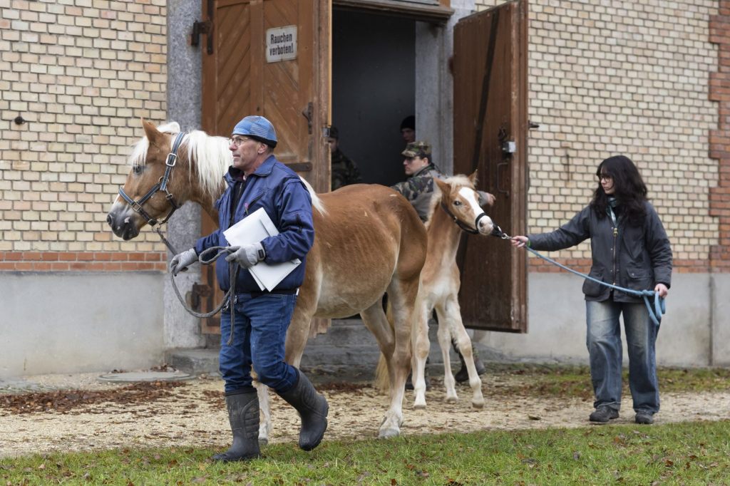 Alle Pferde aus Ramiswiler Tierschutzfall versteigert