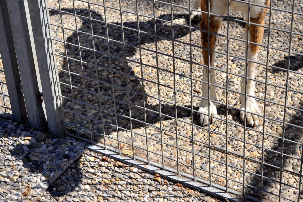 Tierschutzfall in Ramiswil wird extern aufgearbeitet