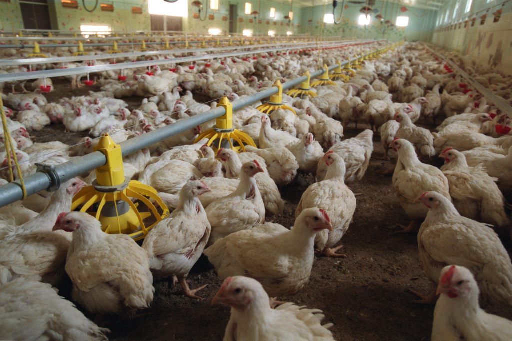 Konsumentenschutz will Deklaration von Chlor-Poulet aus den USA