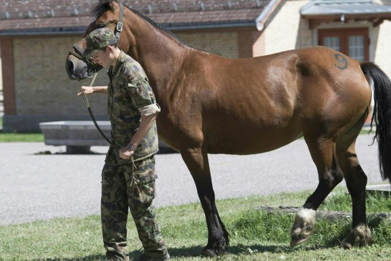 35 Pferde im Tierschutzfall Ramiswil SO werden versteigert