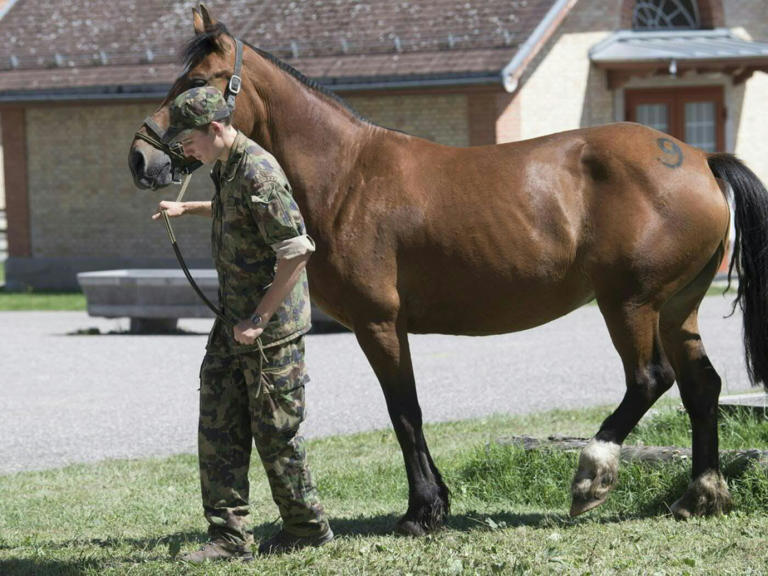 35 Pferde im Tierschutzfall Ramiswil SO werden versteigert