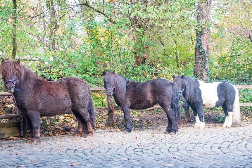 Drei neue Shetlandponys im Kinderzolli