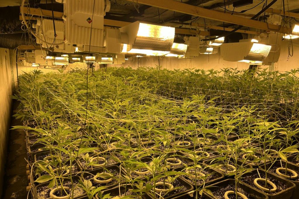 Grenzwacht entdeckt Schmuggelfleisch und Hanfanlage in Lenzburg