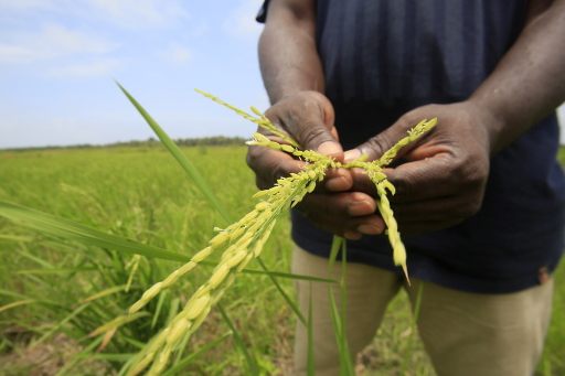 Kantonslabor findet bei Gemüse und Gewürzen viele Pestizide