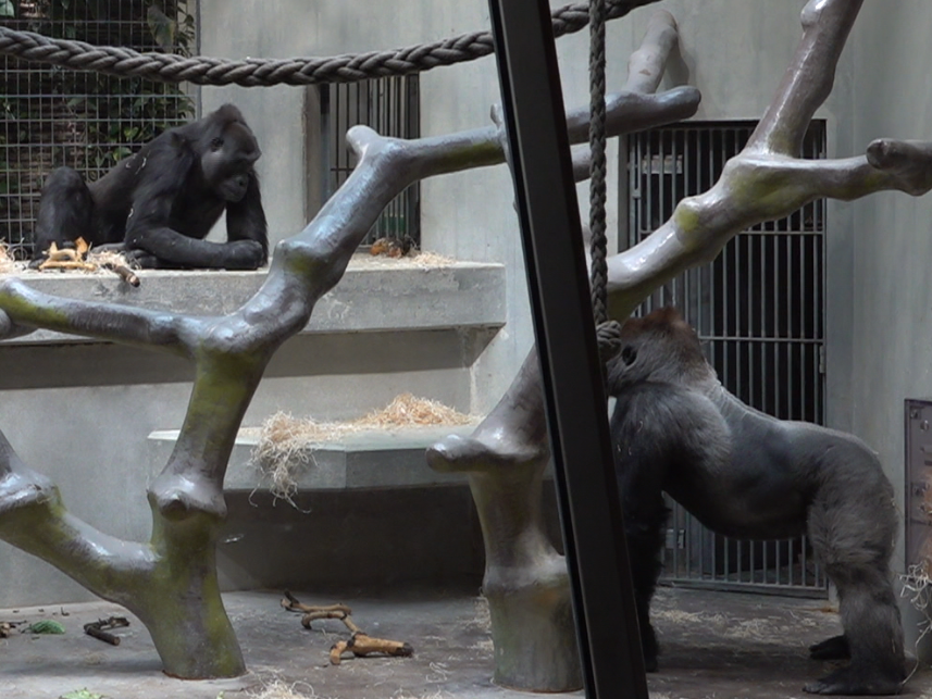 Neuer Gorilla im Zolli paart sich schnell: «Wir führen keine Schwangerschaftstests durch»