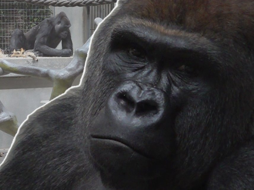 Neuer Gorilla im Zolli paart sich schnell: «Wir führen keine Schwangerschaftstests durch»