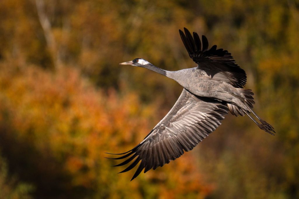 Landesweite Schutzmassnahmen gegen Vogelgrippe