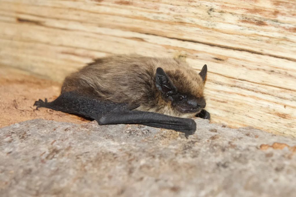 Seltene Alpenfledermaus erstmals in Basel-Stadt nachgewiesen