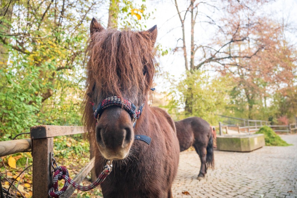 Drei neue Shetlandponys im Kinderzolli