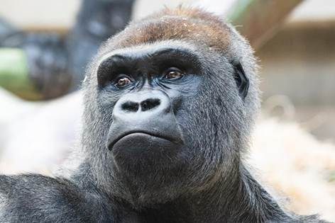 Neuer Silberrücken hat gute erste Wochen im Zolli hinter sich