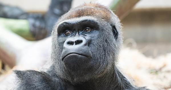 Neuer Silberrücken hat gute erste Wochen im Zolli hinter sich