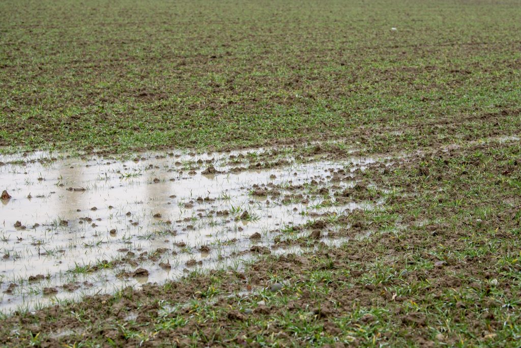 So ist das Jahr für die Schweizer Landwirtschaft verlaufen