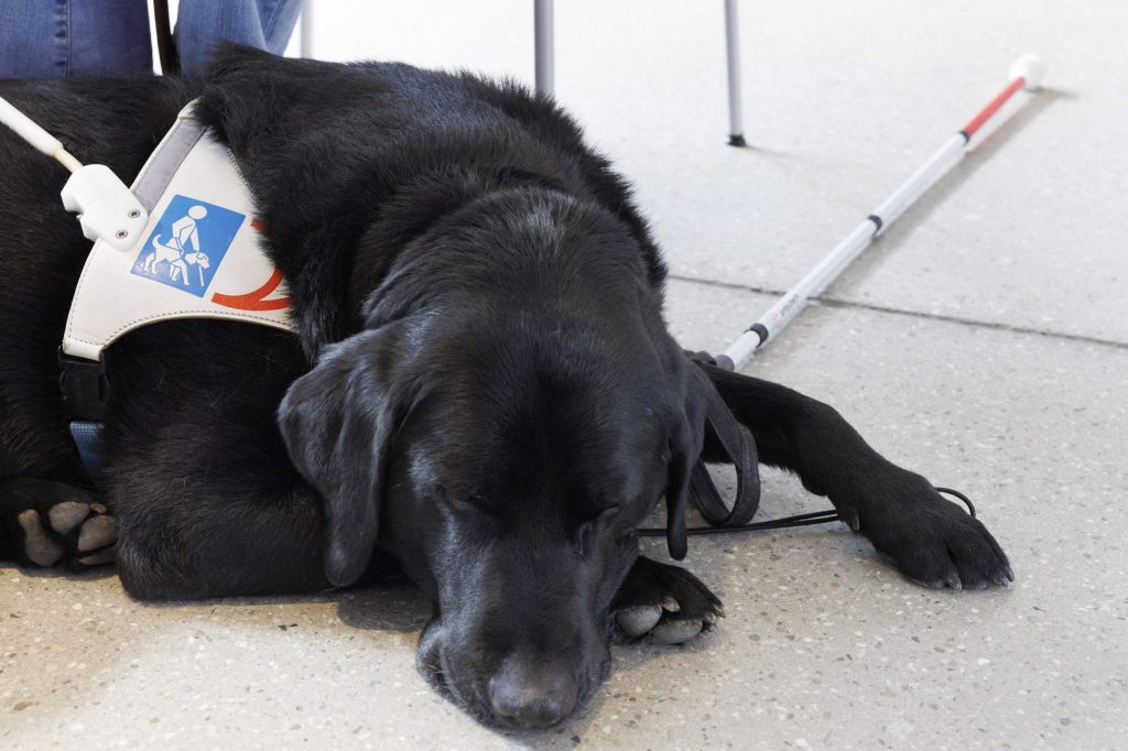 «Blindenhundeschule Liestal» gewinnt Freiwilligenpreis