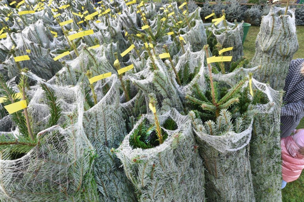 Beliebte Tradition: 1,7 Millionen verkaufte Christbäume pro Jahr