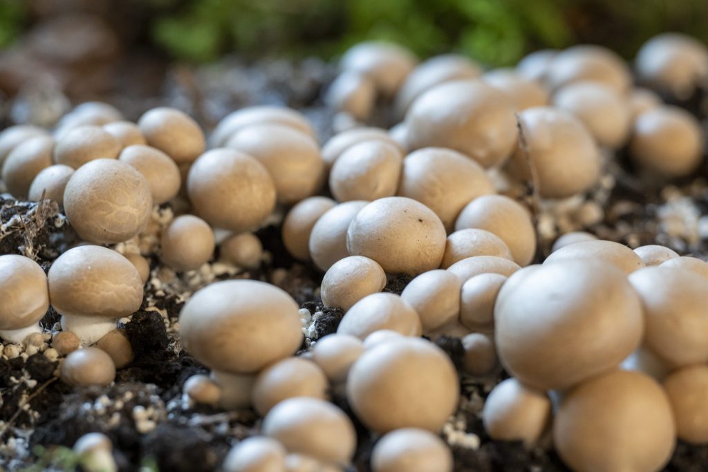 So ist das Jahr für die Schweizer Landwirtschaft verlaufen