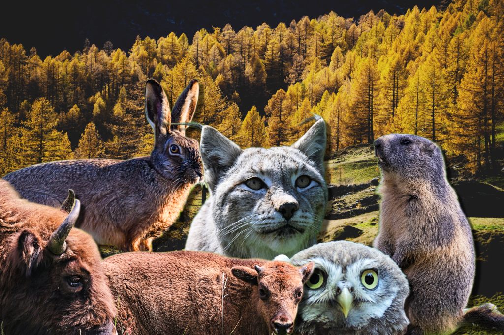 WWF kürt Gewinner und Verlierer des Jahres 2025 im Tierreich