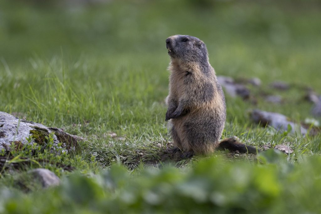 WWF kürt Gewinner und Verlierer des Jahres 2025 im Tierreich