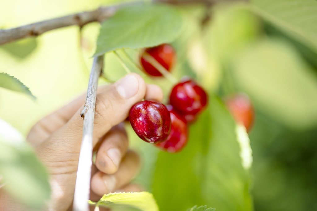 So ist das Jahr für die Schweizer Landwirtschaft verlaufen